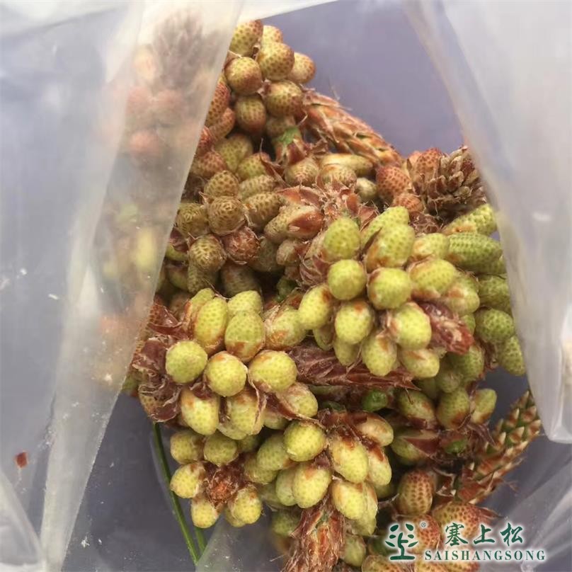 已经散粉的松花穗