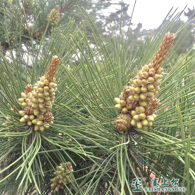 朝阳松花穗